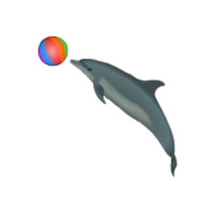 Playful Grey Dolphin